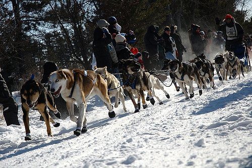 Running Sled Dogs