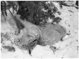 Photo: Caption:  Snares and traps set for wolves unintentionally kill other animals, such as the dead lynx pictured in this photo.