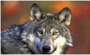 Photo: This picture of a wolf was taken by the U.S. Fish and Wildlife Service.