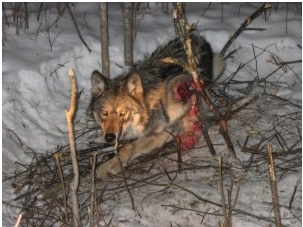 Photo: The wolf above was snared in Superior National Forest.